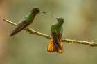 Ecuador-Guango. Chestnut-breasted coronet hummingbirds close-up. Art Print